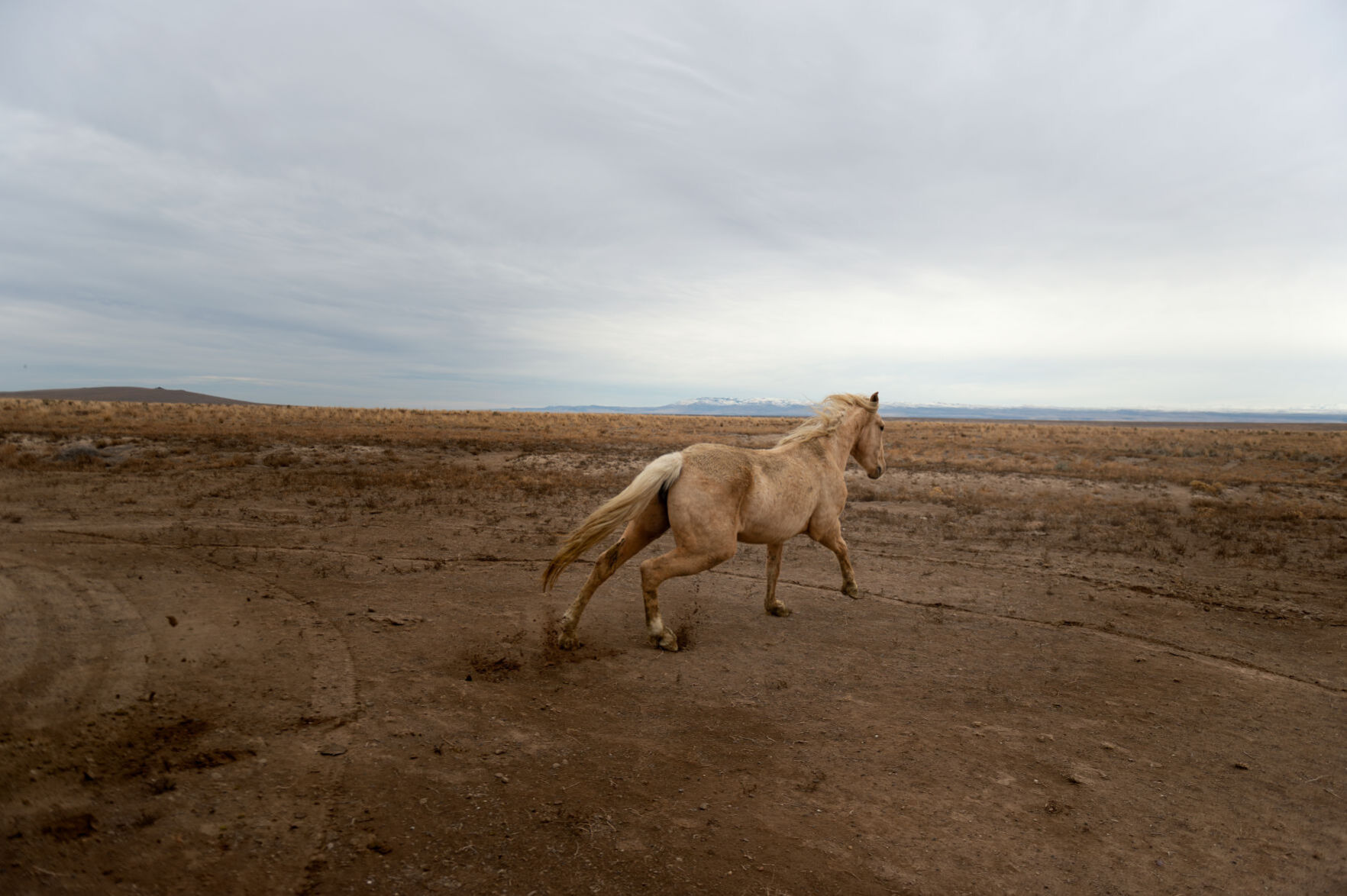 BLM releases 11 horses back into the wild